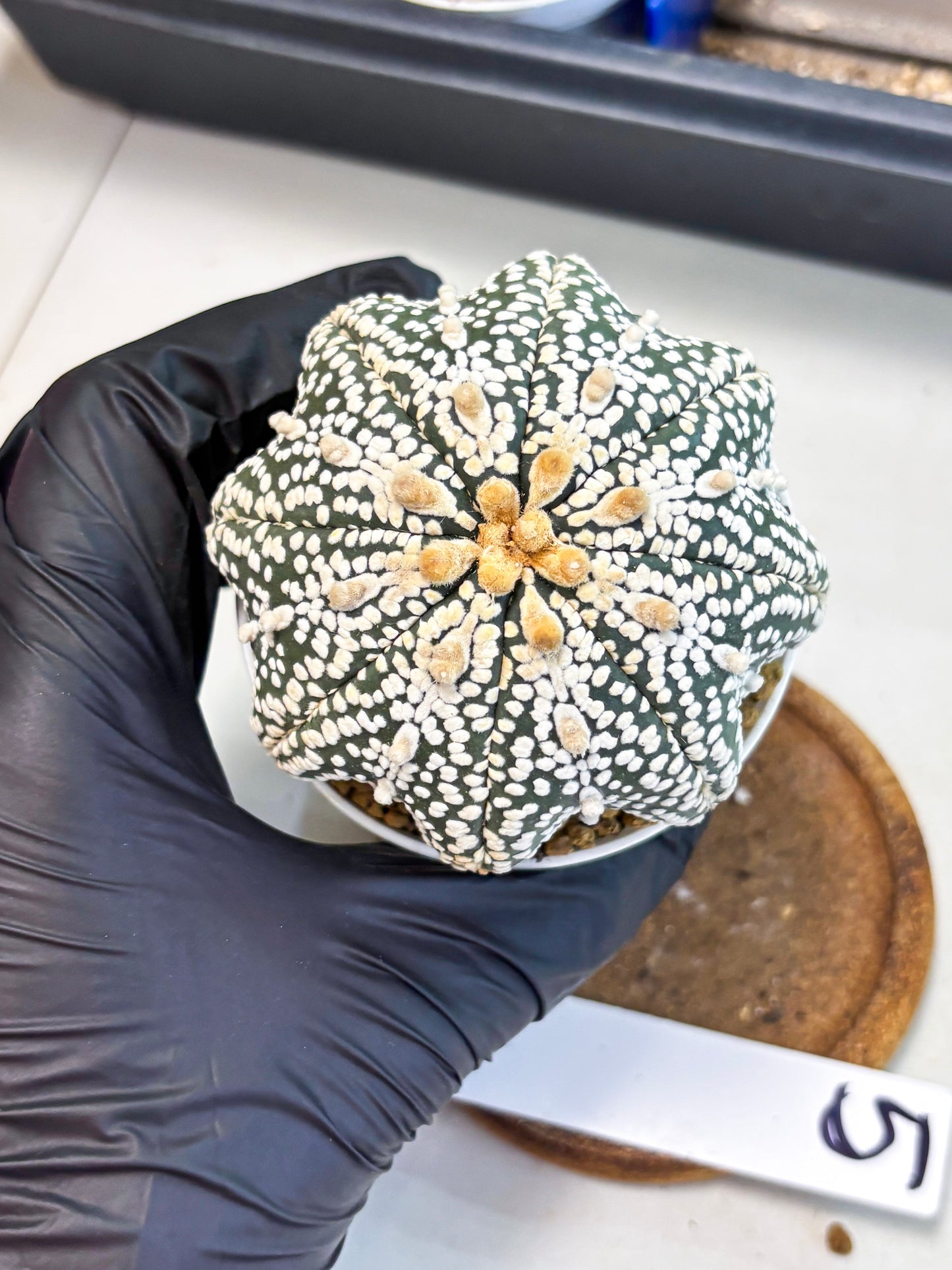 Astrophytum Star Shape (at4) (g5) | Imported Plant