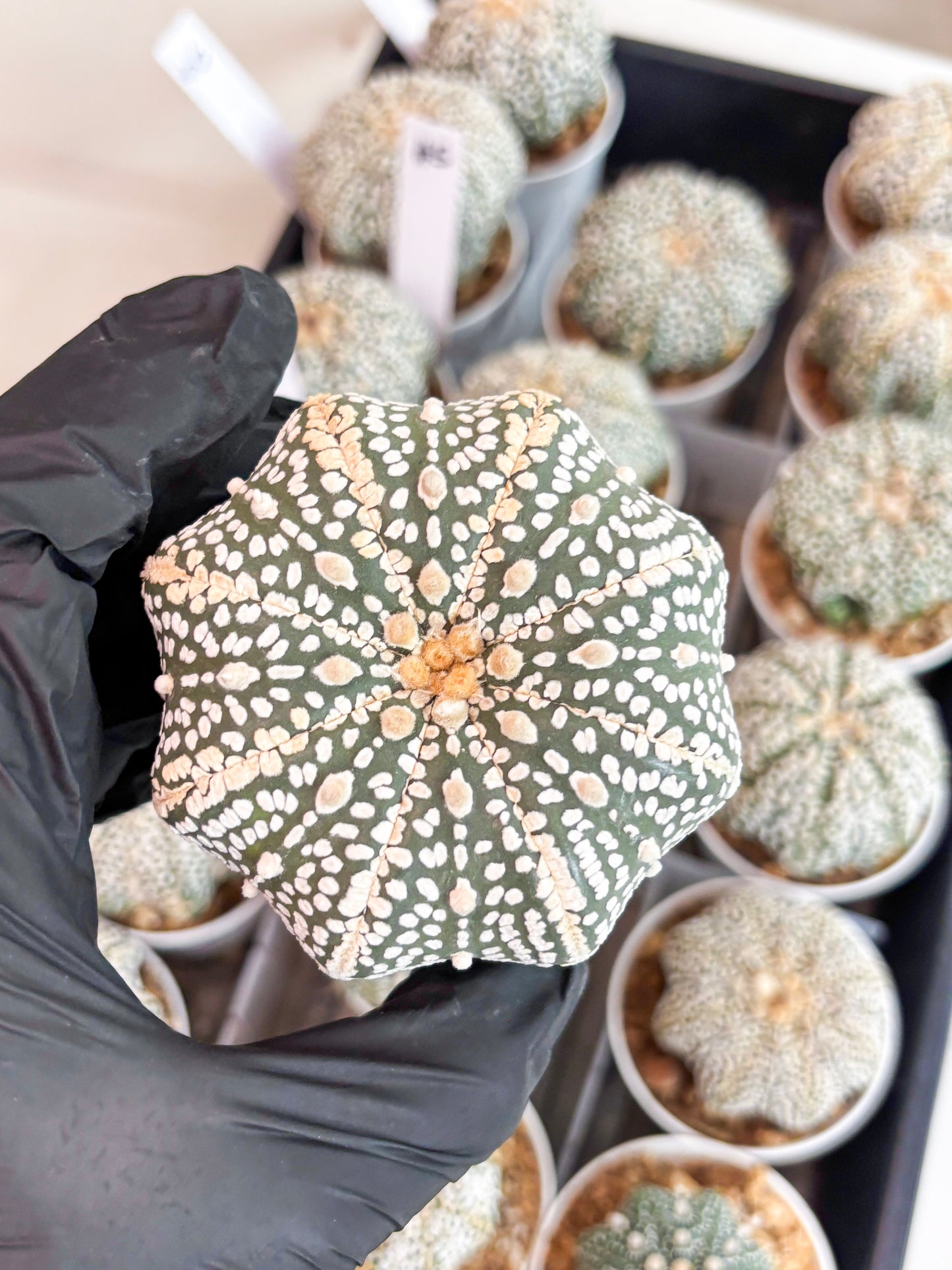 Astrophytum Super Kabuto (t7) (b7) | Imported Plants | 3" Pot