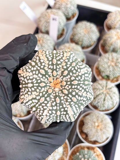 Astrophytum Super Kabuto (t7) (b7) | Imported Plants | 3" Pot