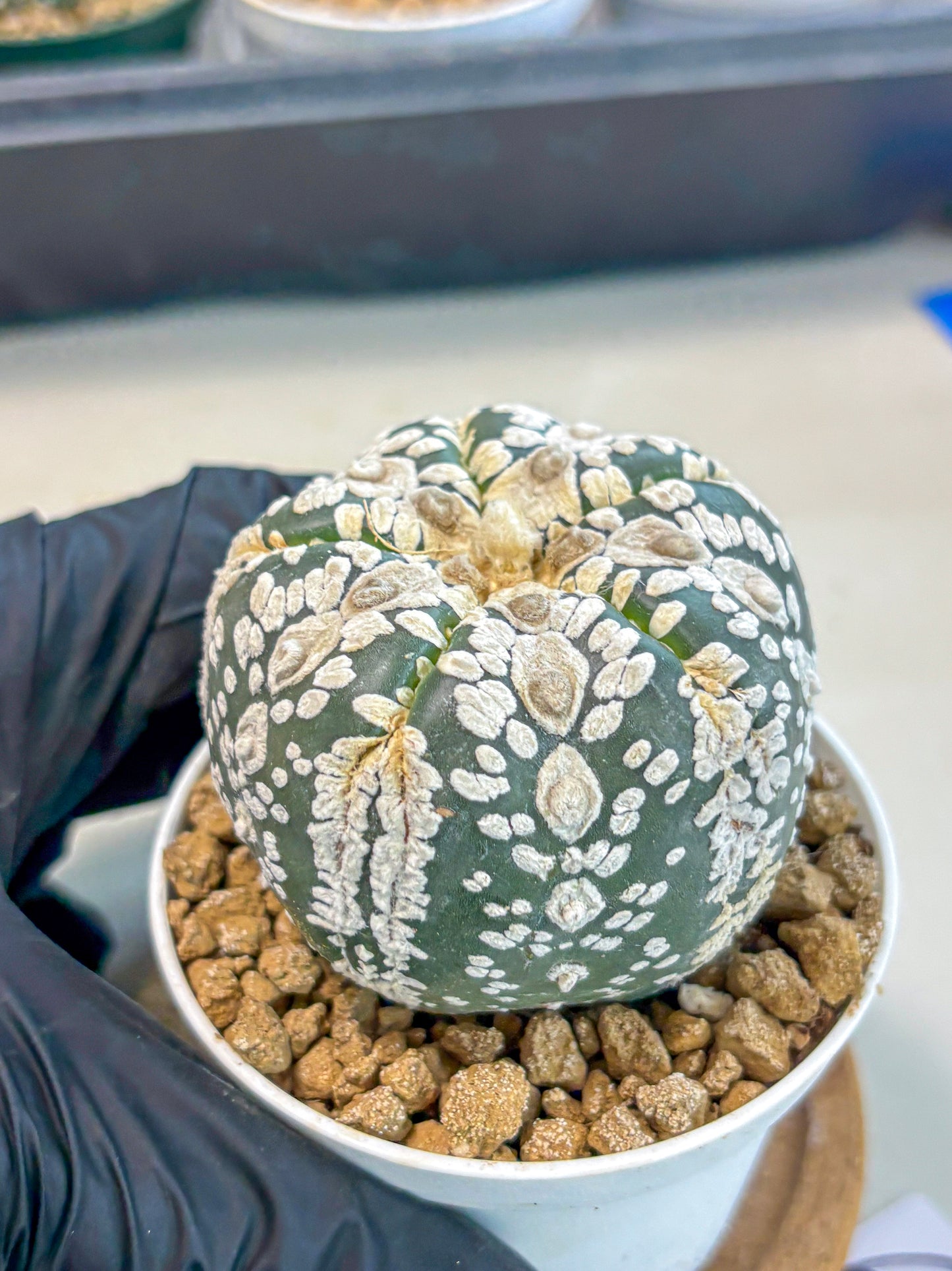 Astrophytum 5-Ribs (at7) (b6) | Living Rocks