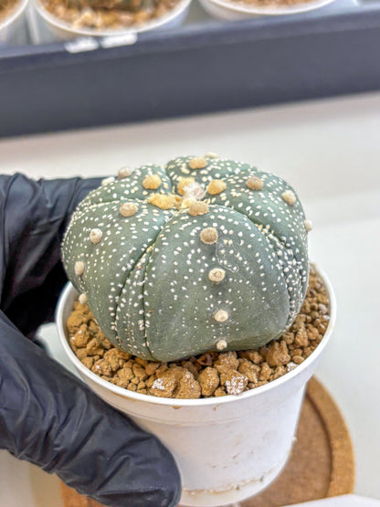 Astrophytum Fukuryu (at8) (14) | Rare Plant | Succulent Cactus