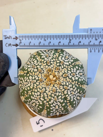 Astrophytum Super Kabuto (at10) (15) | sand dollar cactus