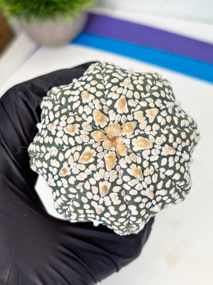 Astrophytum Star Shape (at4) (g6) | Imported Plant