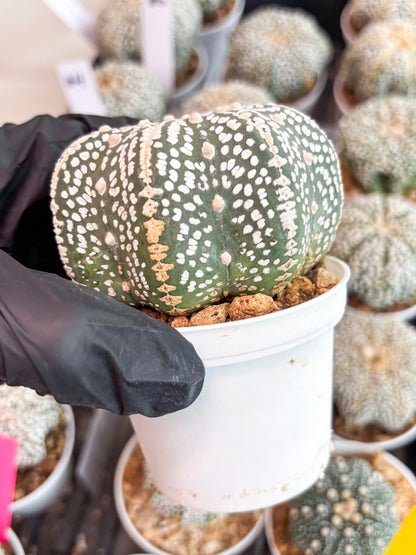 Astrophytum Super Kabuto (t7) (b7) | Imported Plants | 3" Pot
