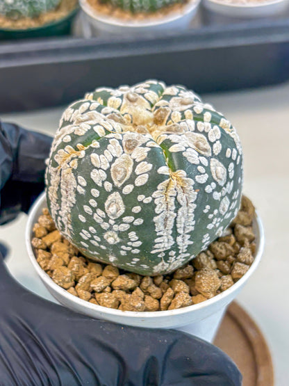 Astrophytum 5-Ribs (at7) (b6) | Living Rocks