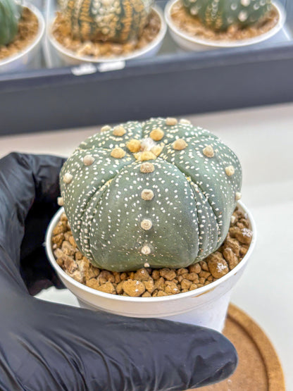 Astrophytum Fukuryu (at8) (14) | Rare Plant | Succulent Cactus
