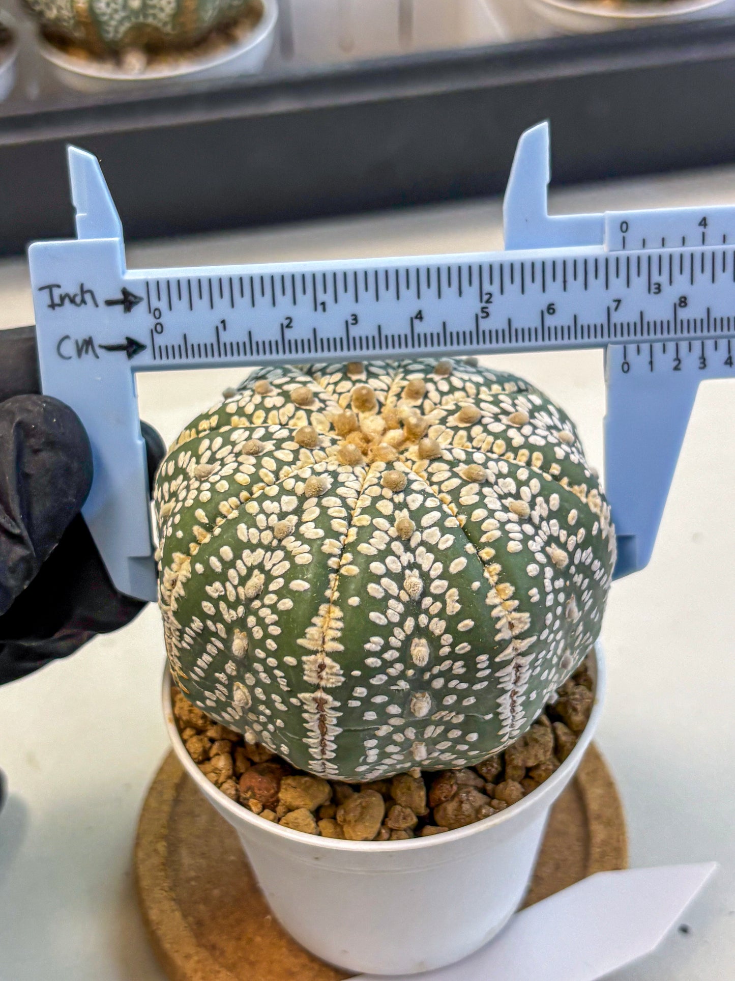 Astrophytum Super Kabuto (at10) (15) | sand dollar cactus