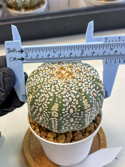 Astrophytum Super Kabuto (at10) (15) | sand dollar cactus