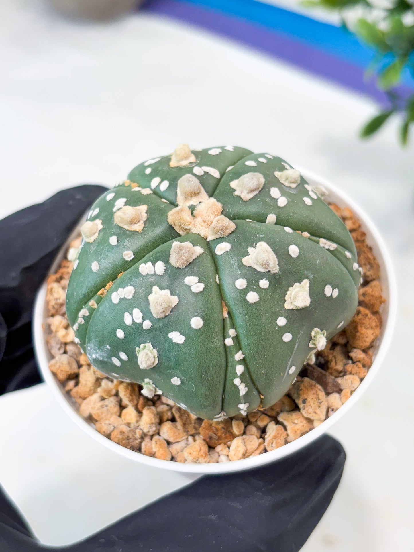 Astrophytum 5-Rib (T11) (y5) | Imported From Taiwan