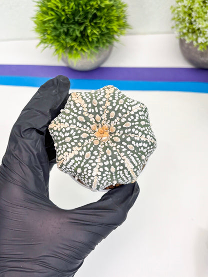 Astrophytum Super Kabuto (t7) (b7) | Imported Plants | 3" Pot