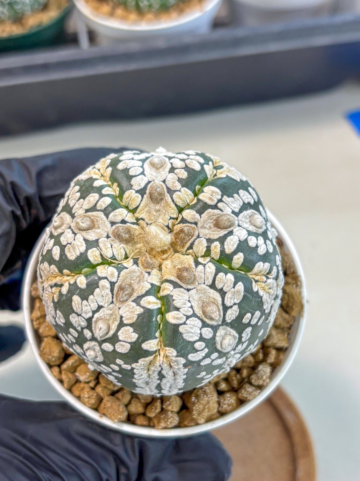 Astrophytum 5-Ribs (at7) (b6) | Living Rocks
