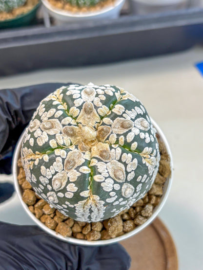 Astrophytum 5-Ribs (at7) (b6) | Living Rocks