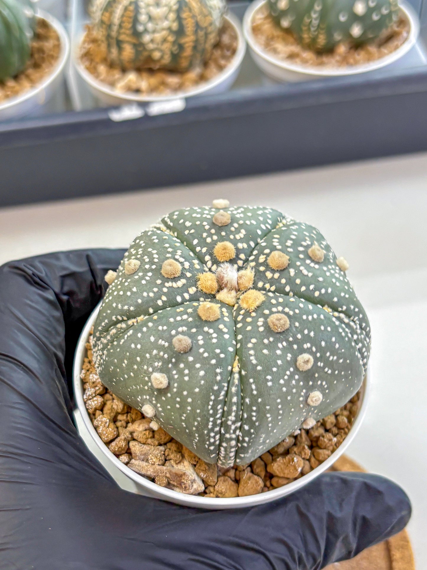 Astrophytum Fukuryu (at8) (14) | Rare Plant | Succulent Cactus
