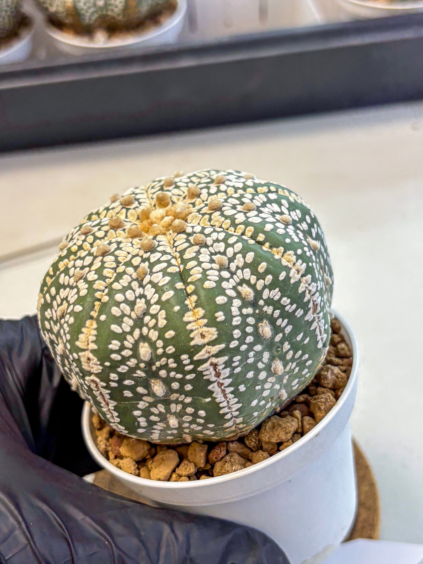 Astrophytum Super Kabuto (at10) (15) | sand dollar cactus