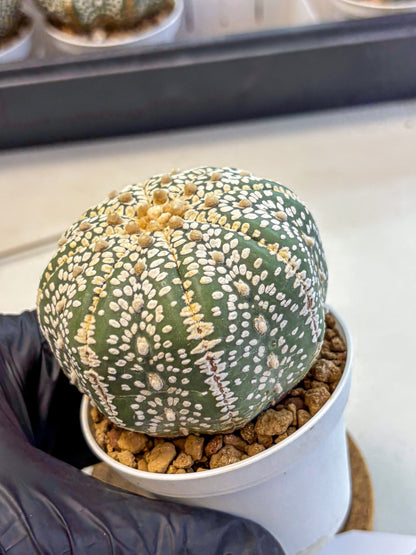 Astrophytum Super Kabuto (at10) (15) | sand dollar cactus