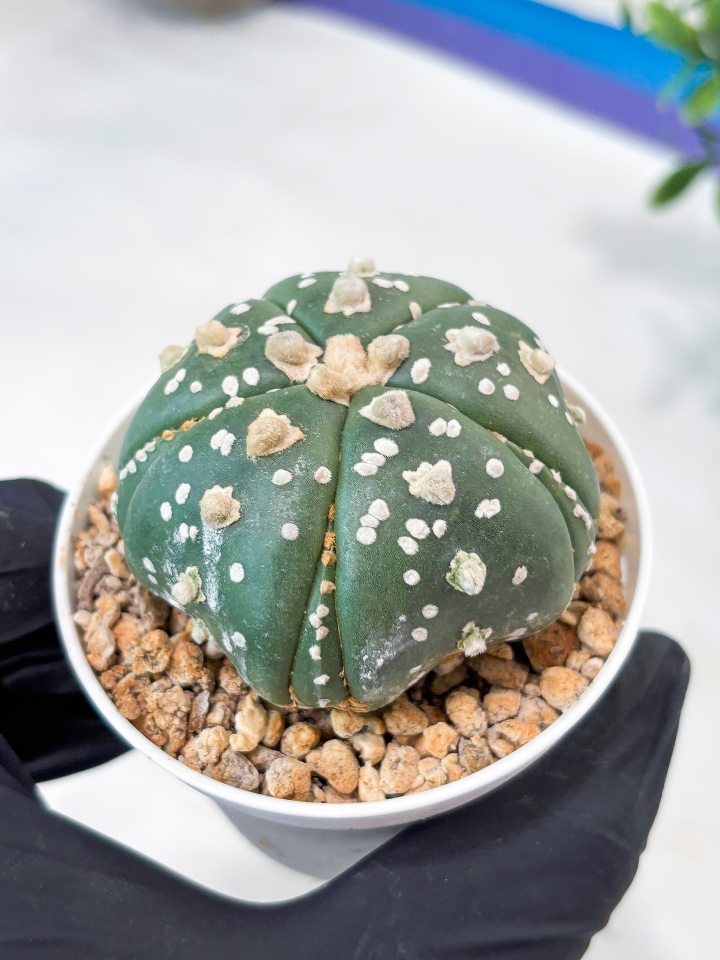 Astrophytum 5-Rib (T11) (y5) | Imported From Taiwan