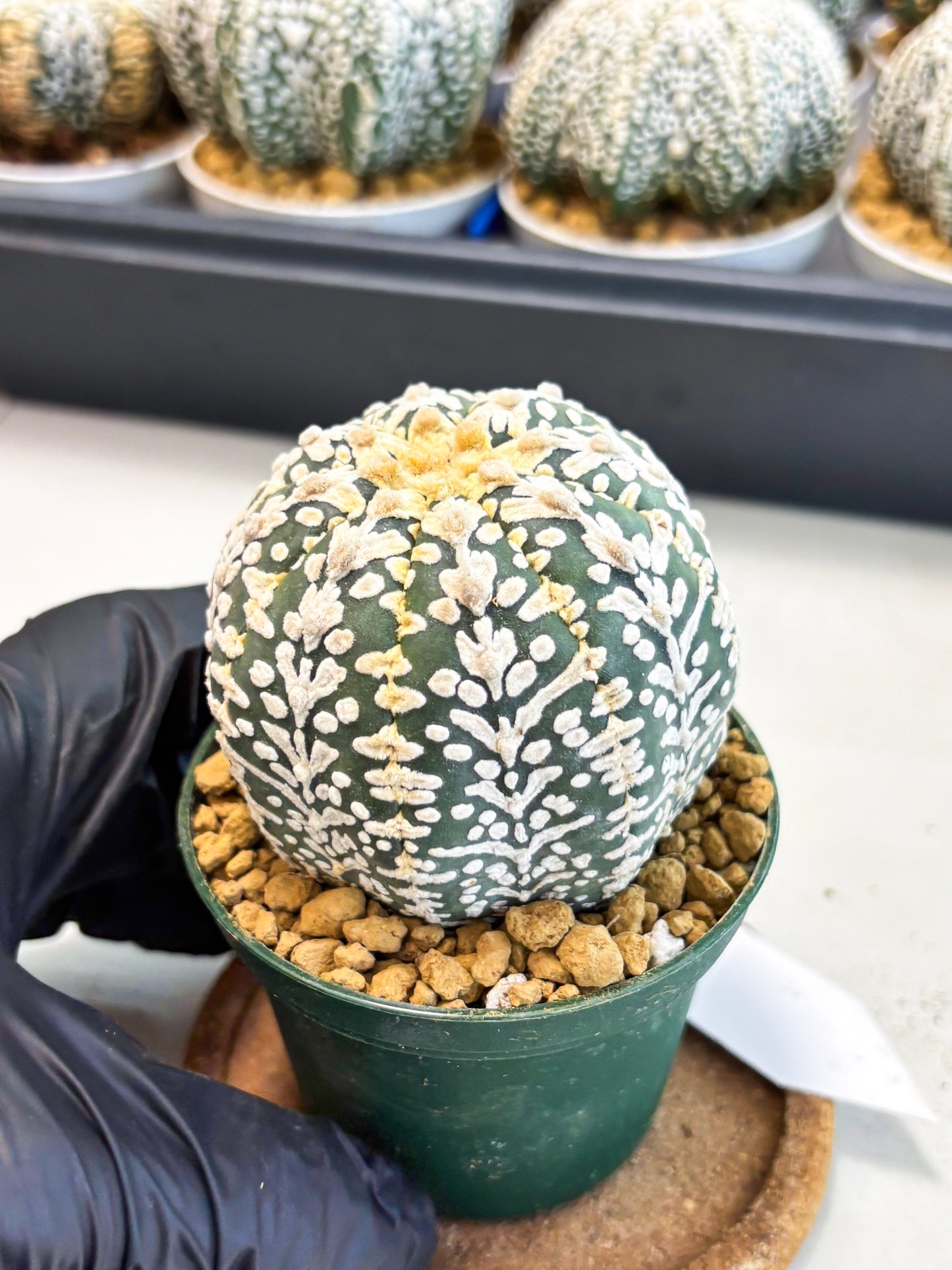 Astrophytum V-Type (at4) (r5) | Ship from Nevada