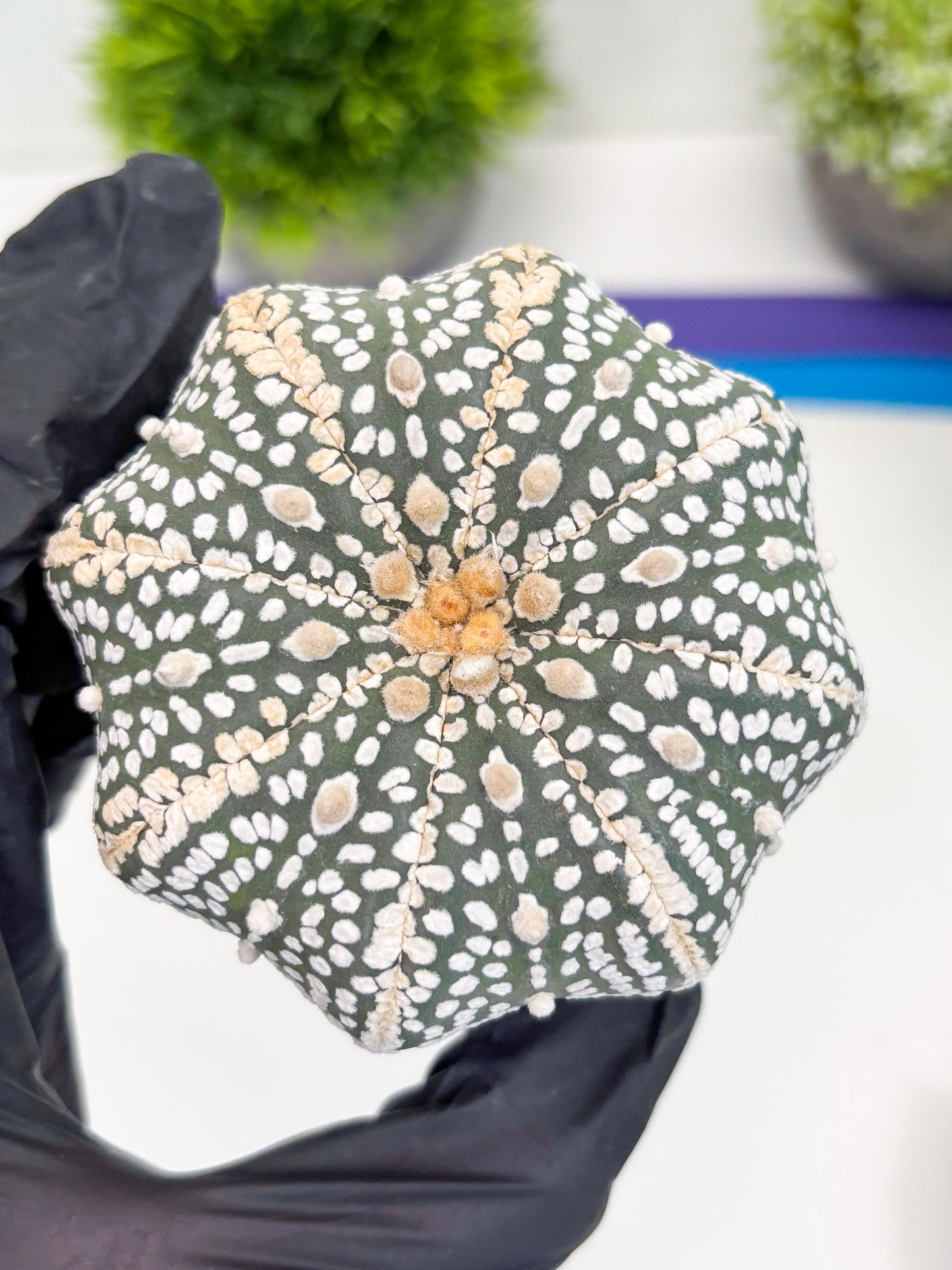 Astrophytum Super Kabuto (t7) (b7) | Imported Plants | 3" Pot