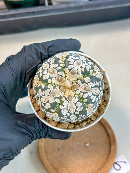 Astrophytum 5-Ribs (at7) (b6) | Living Rocks