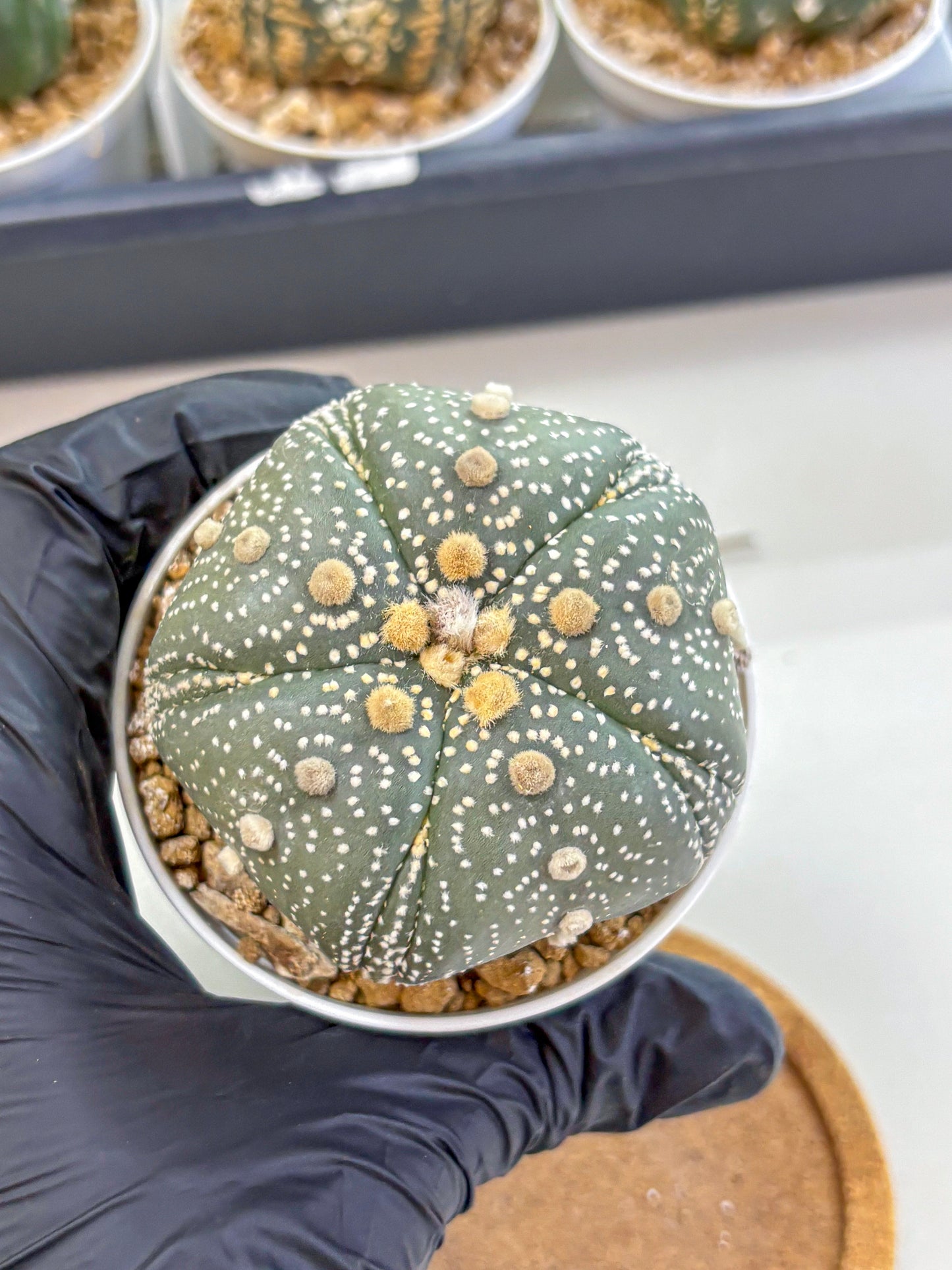Astrophytum Fukuryu (at8) (14) | Rare Plant | Succulent Cactus