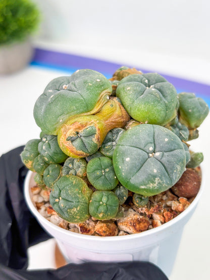 Spineless Cactus (Lo1) (p1) | For Advanced Growers