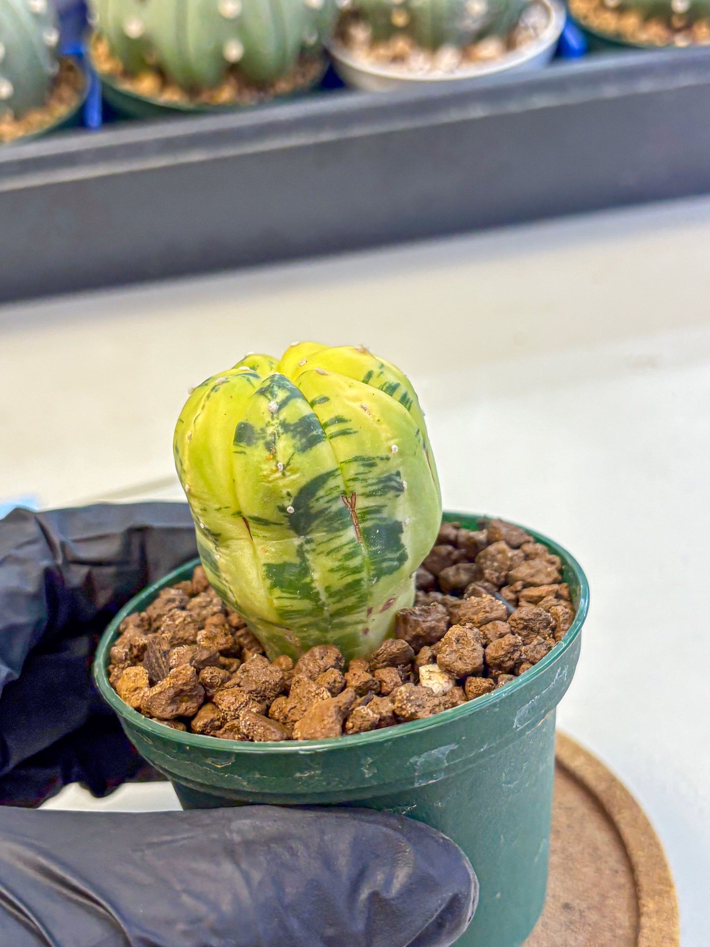 Astrophytum Variegated (at9) (01) | Rare Plant | Live Cactus