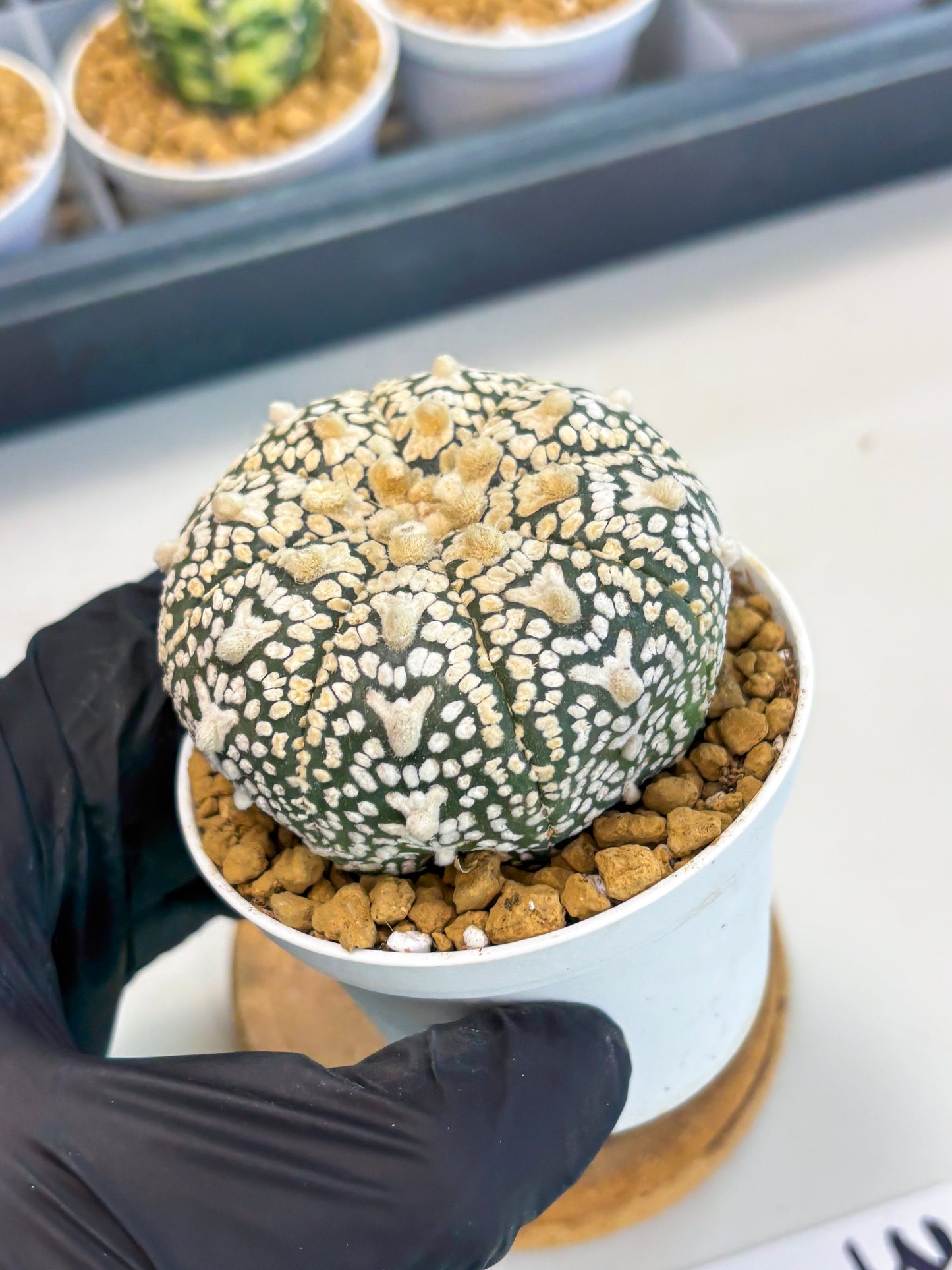Astrophytum V-Type (at1) (p3) | Imported Cactus