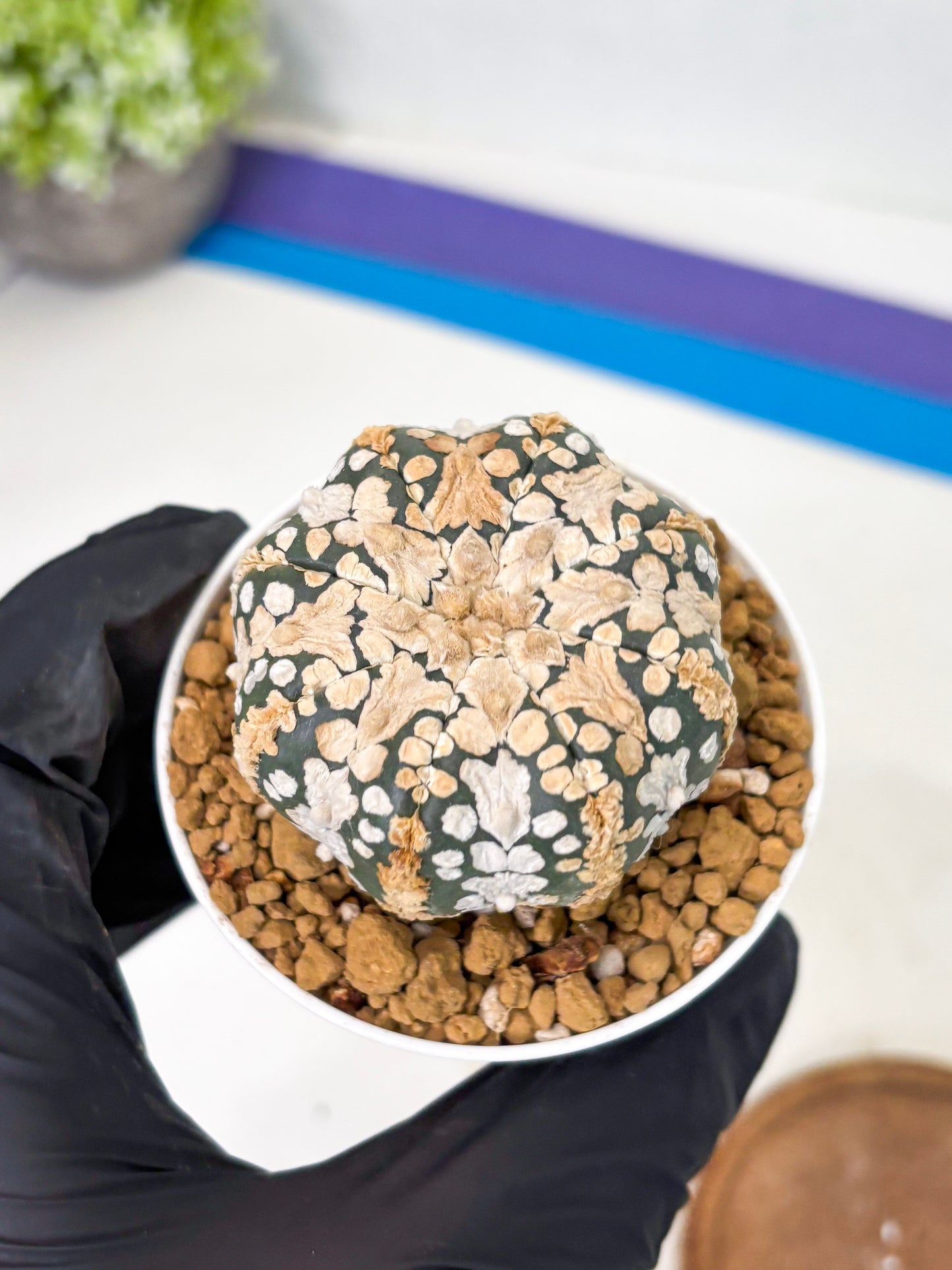 Astrophytum V-Type (at1) (p7) | Imported Cactus