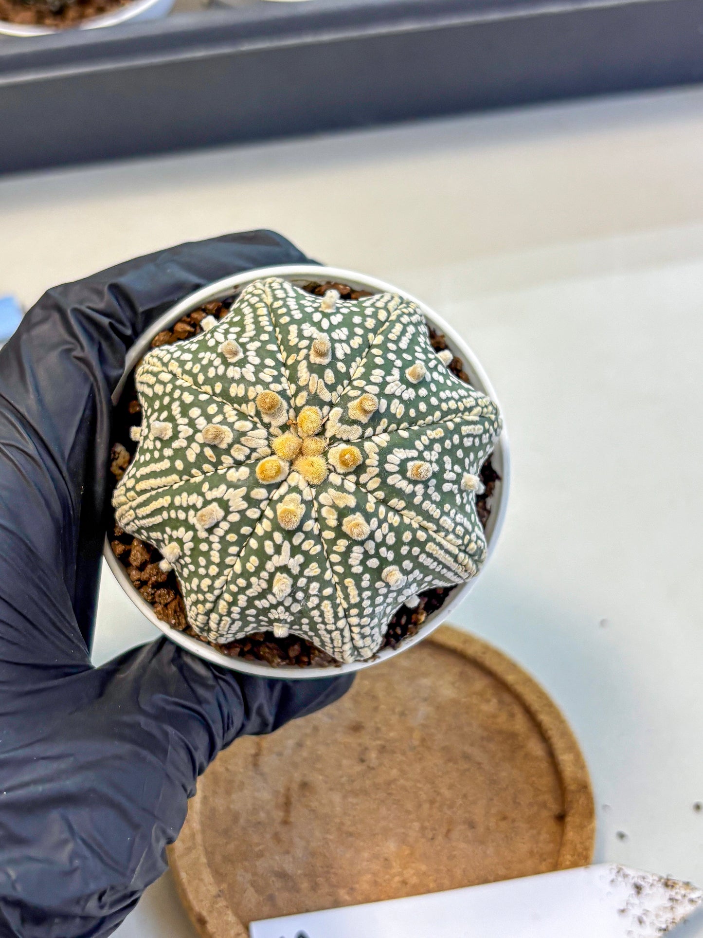 Astrophytum V Type (at5) (05) |  Sea urchin cactus