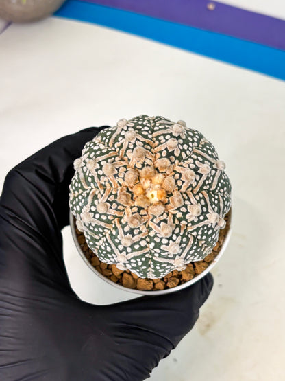 Astrophytum V-Type (at5) (p4) | Rare imported Plant