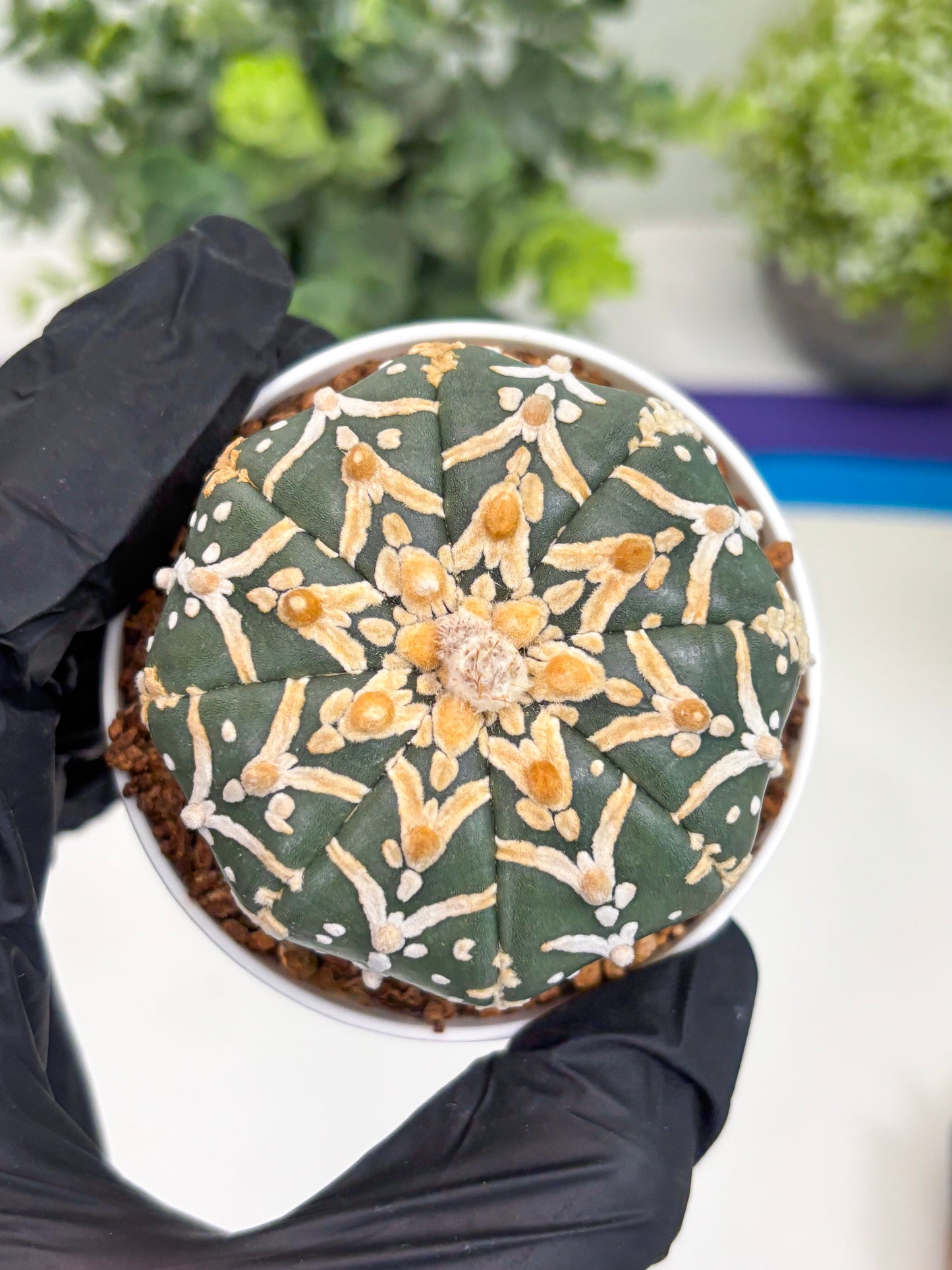 Astrophytum Super Kabuto V Type (T4) (y5) | Las Vegas Seller | 3" Pot