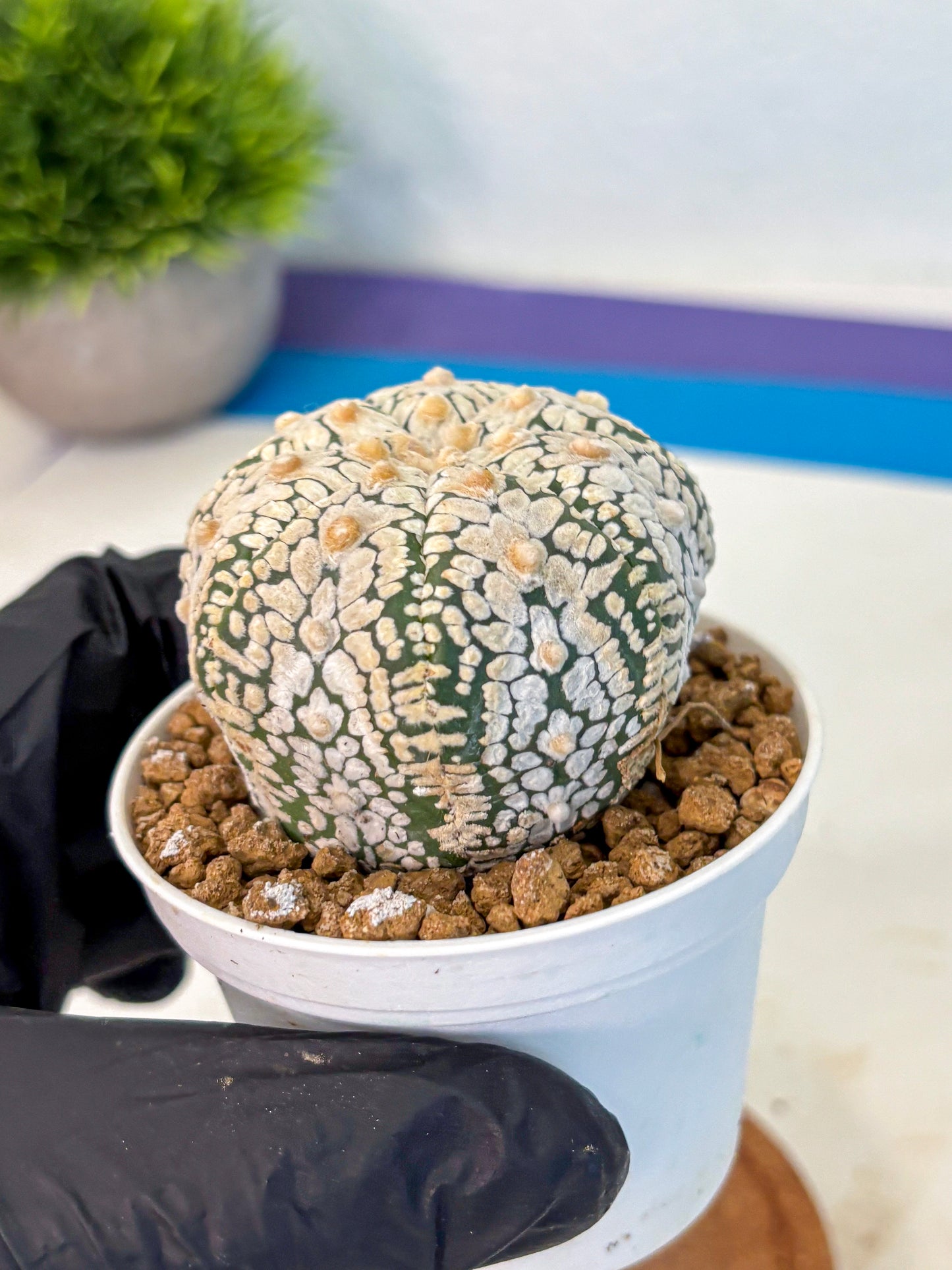 Astrophytum V Type (at2) (05) | Live Plant | Rare Collection