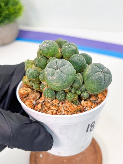 Spineless Cactus (Lo1) (g3) | For Advanced Growers