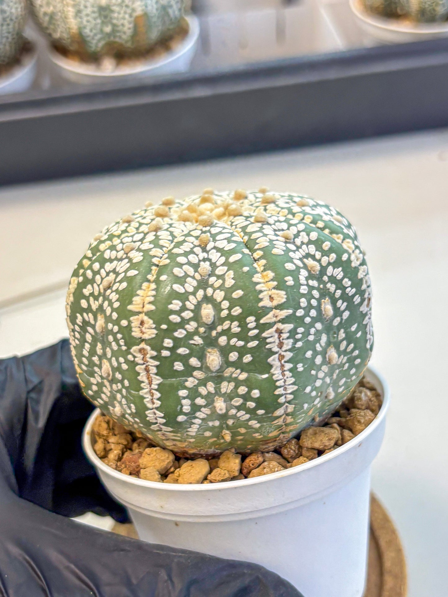 Astrophytum Super Kabuto (at10) (15) | sand dollar cactus