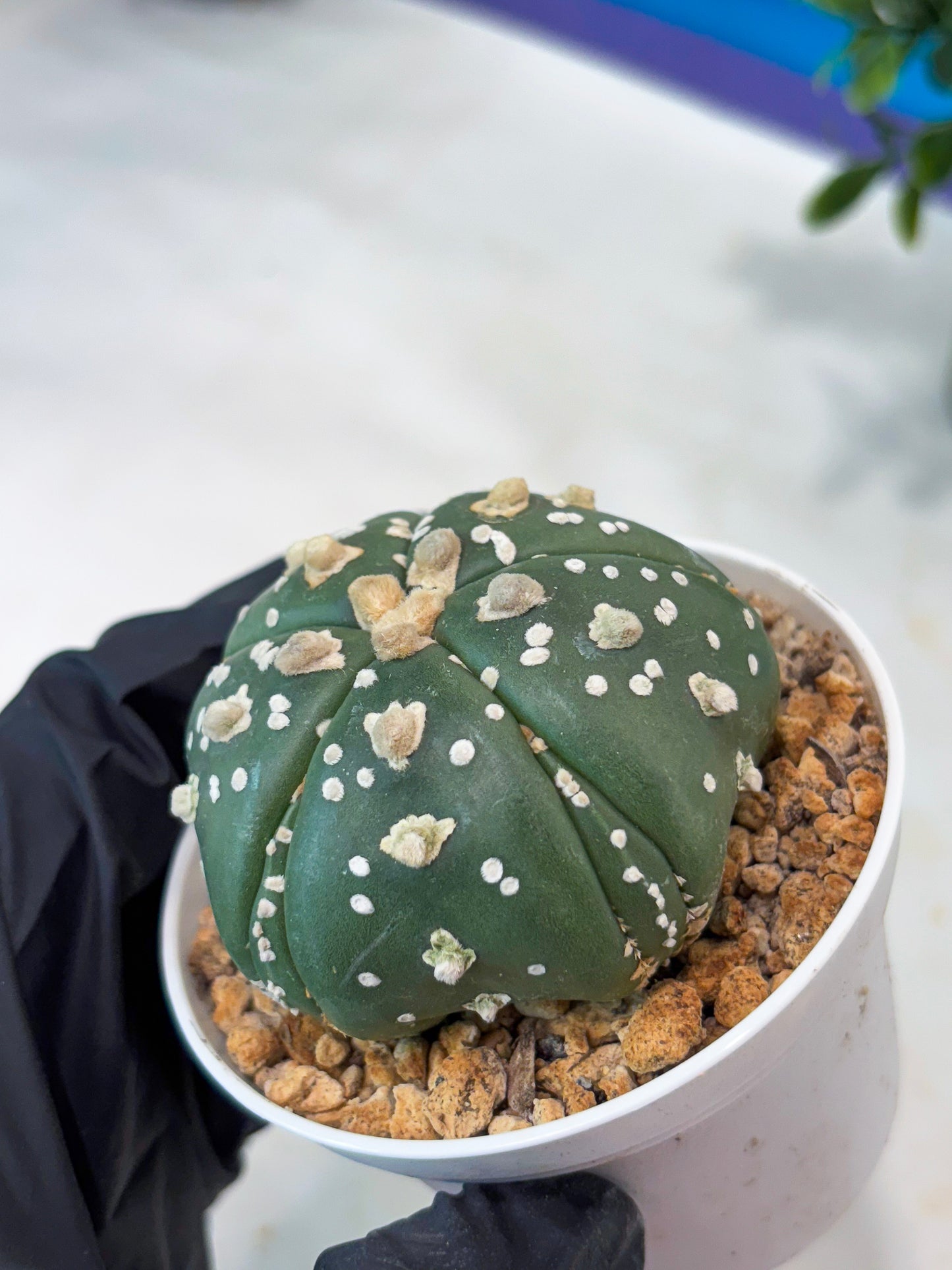Astrophytum 5-Rib (T11) (y5) | Imported From Taiwan