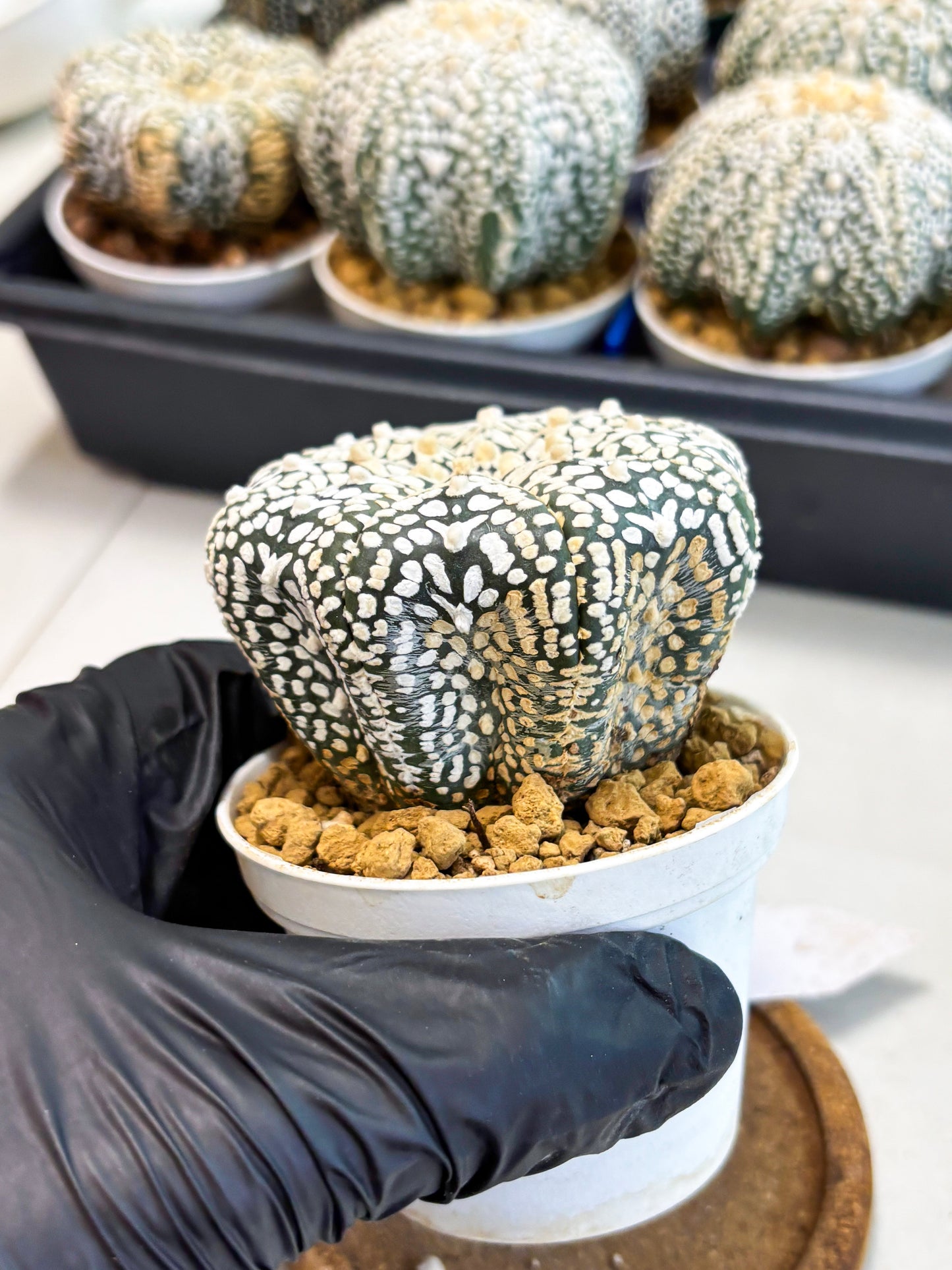 Astrophytum V-Type (at4) (y2) | Ship from Nevada