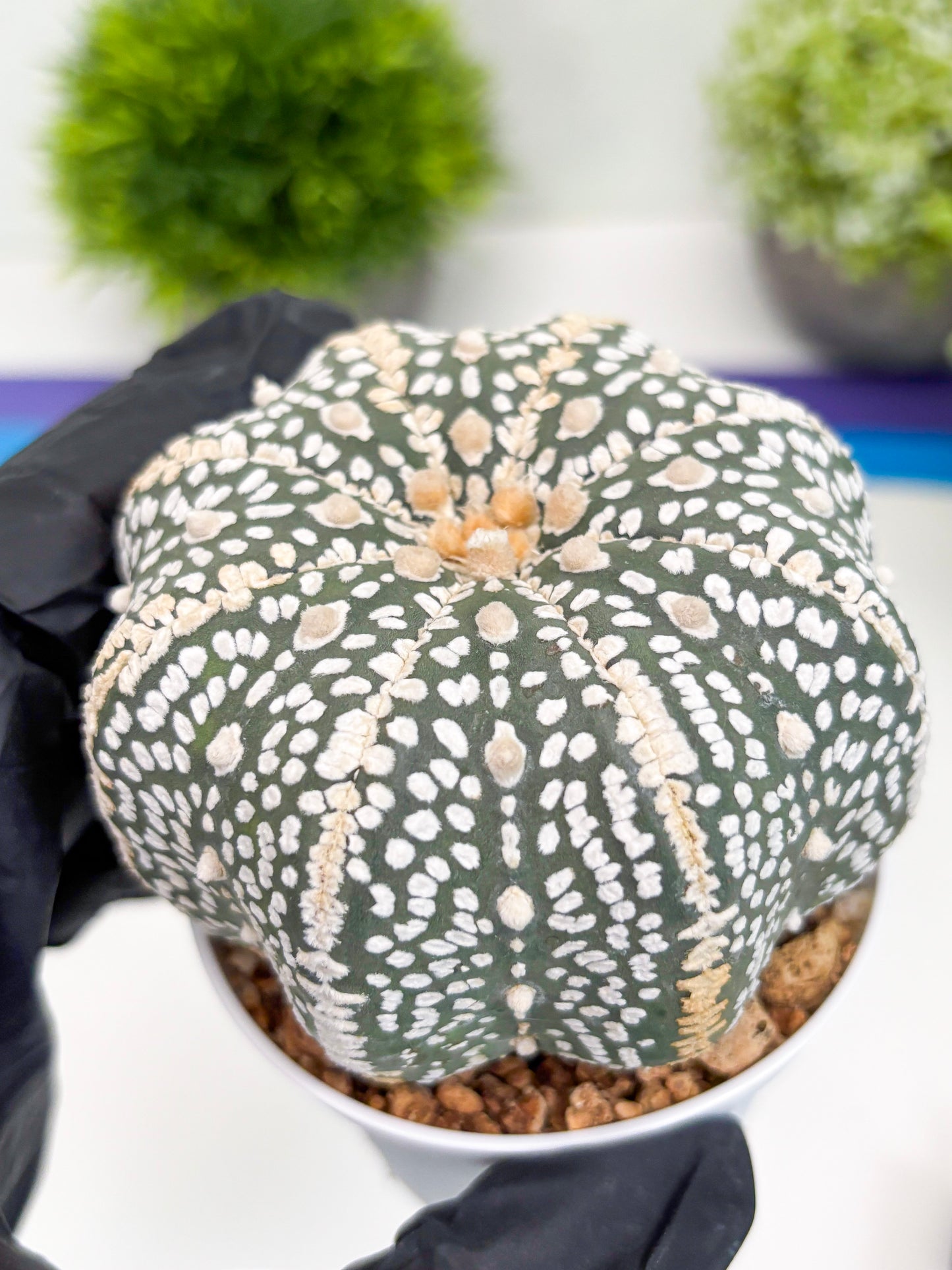 Astrophytum Super Kabuto (t7) (b7) | Imported Plants | 3" Pot