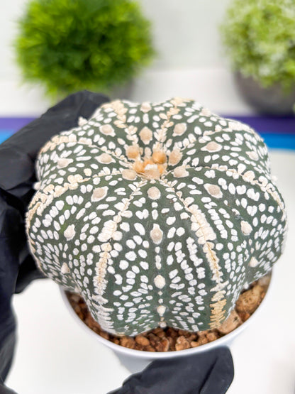Astrophytum Super Kabuto (t7) (b7) | Imported Plants | 3" Pot