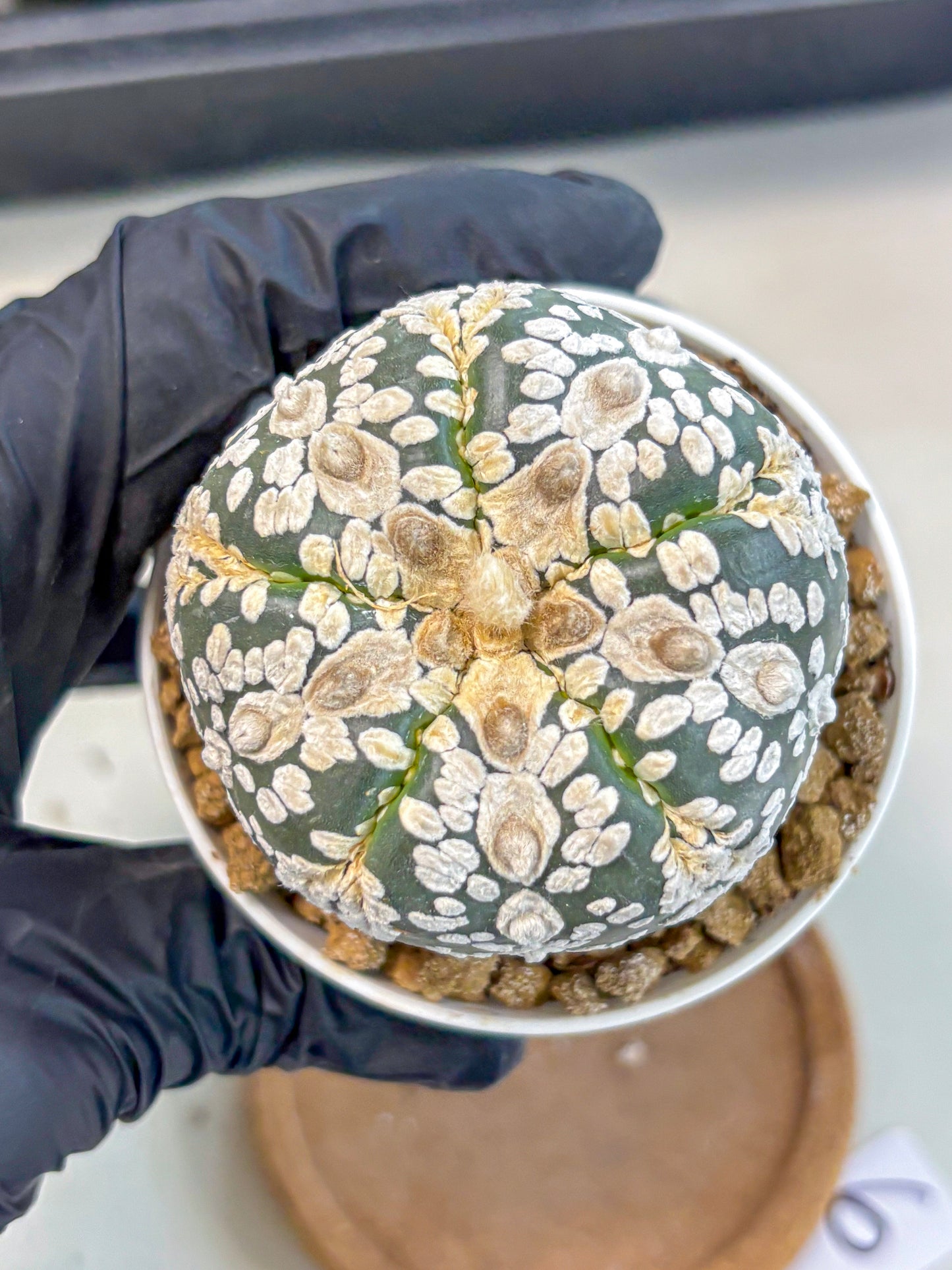 Astrophytum 5-Ribs (at7) (b6) | Living Rocks