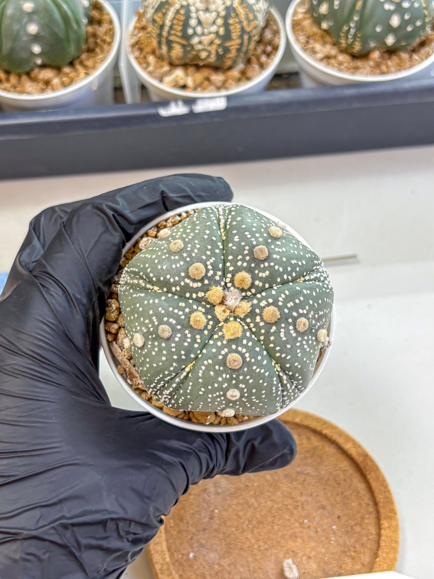 Astrophytum Fukuryu (at8) (14) | Rare Plant | Succulent Cactus