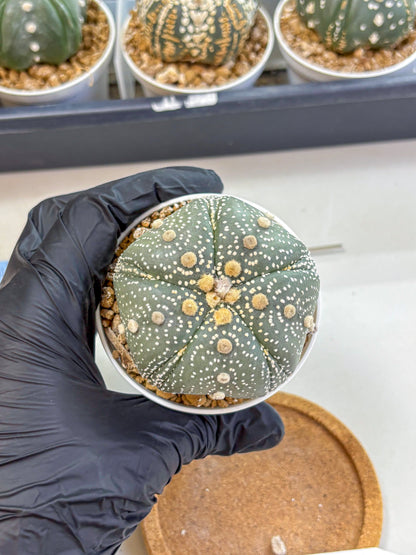Astrophytum Fukuryu (at8) (14) | Rare Plant | Succulent Cactus