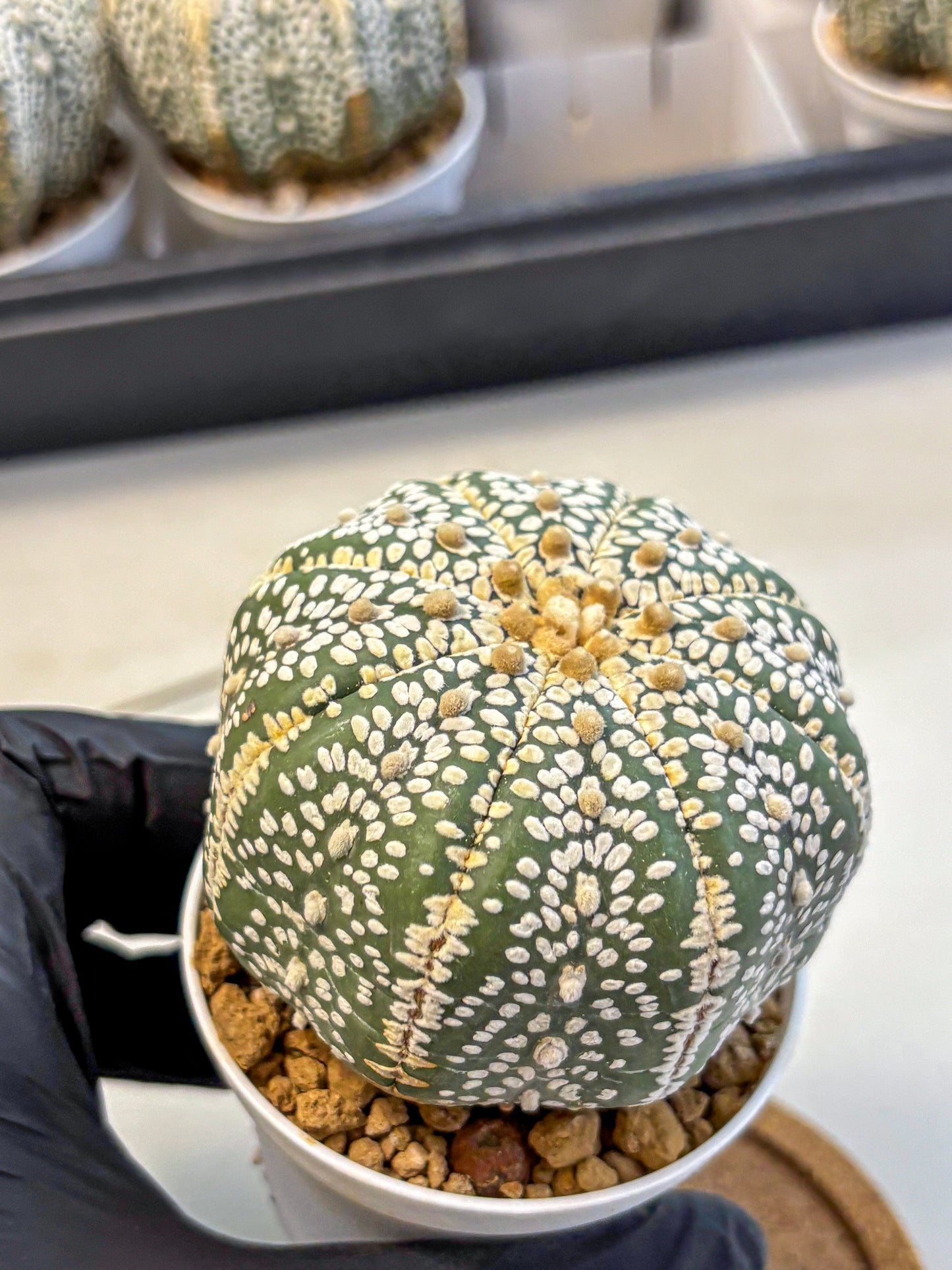 Astrophytum Super Kabuto (at10) (15) | sand dollar cactus