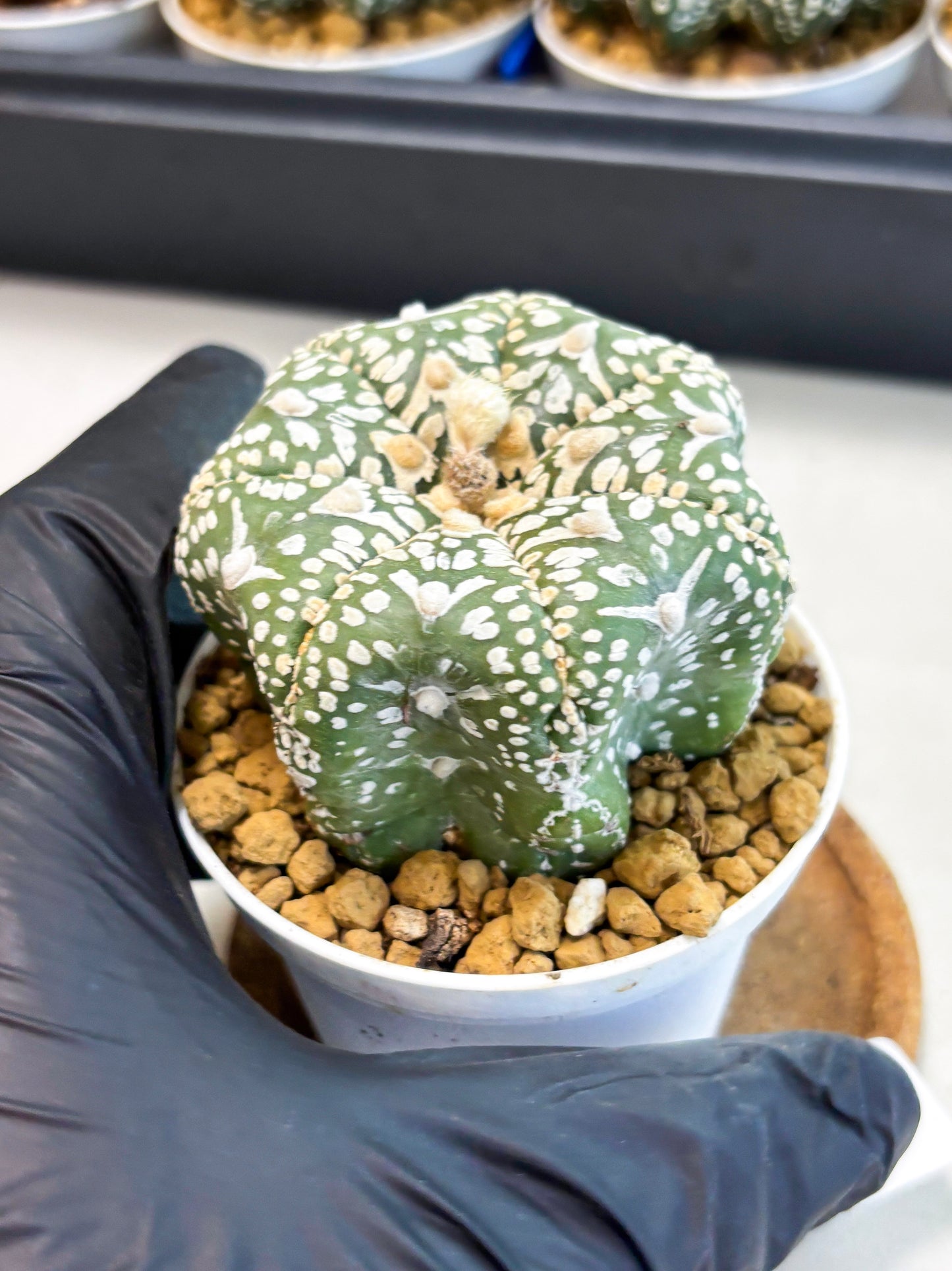 Astrophytum Star Shape (at4) (g3) | Imported Plant