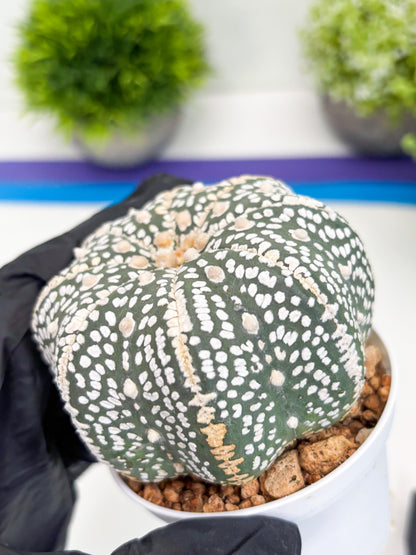 Astrophytum Super Kabuto (t7) (b7) | Imported Plants | 3" Pot