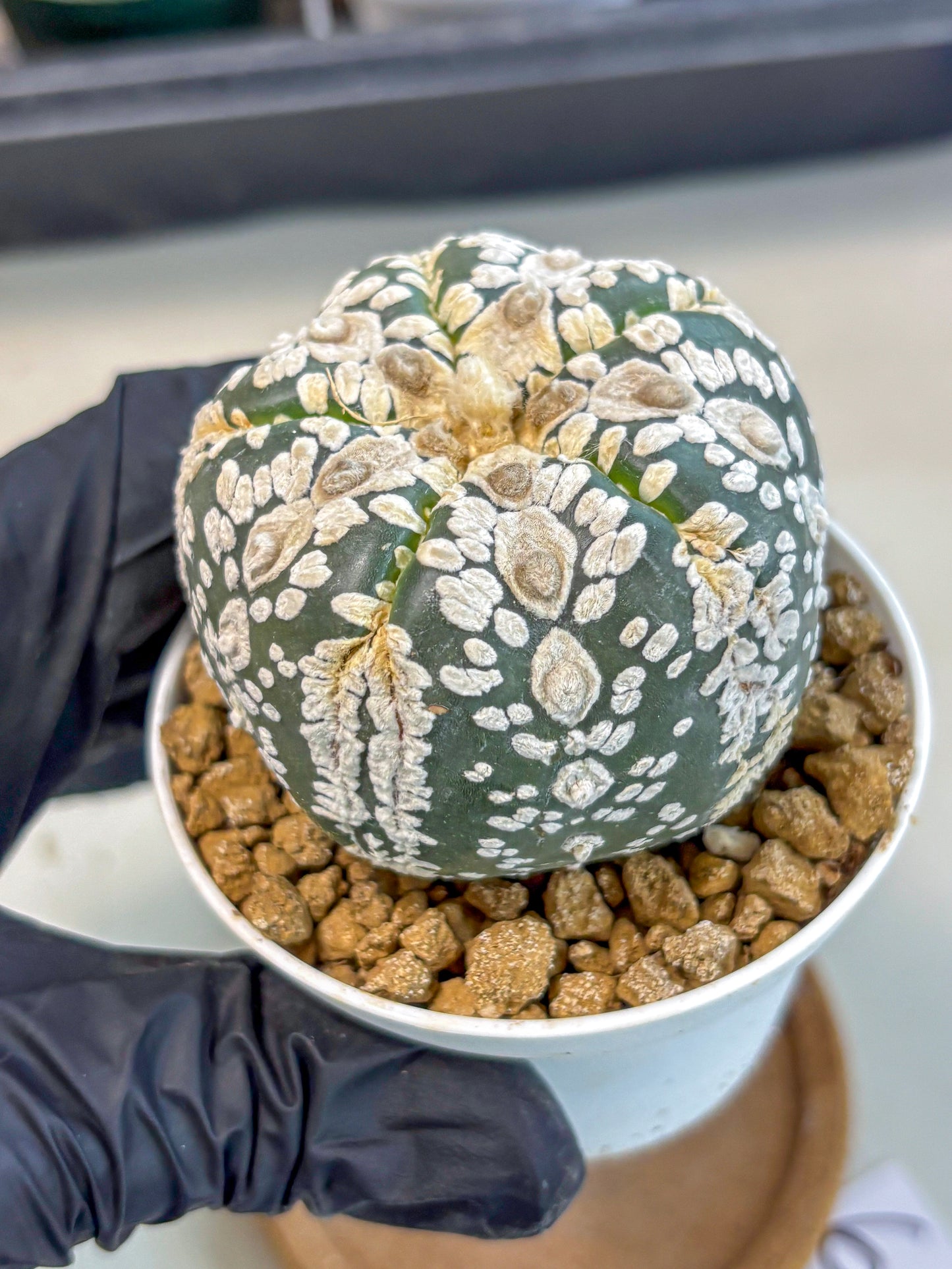 Astrophytum 5-Ribs (at7) (b6) | Living Rocks
