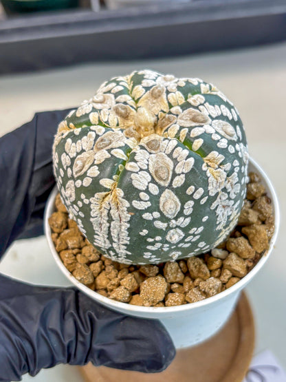 Astrophytum 5-Ribs (at7) (b6) | Living Rocks