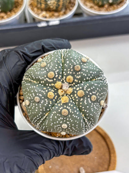 Astrophytum Fukuryu (at8) (14) | Rare Plant | Succulent Cactus
