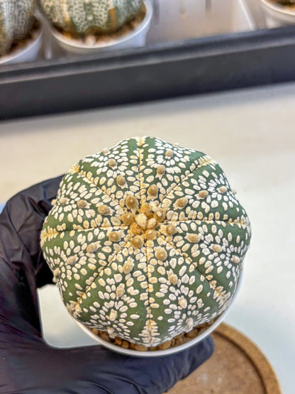 Astrophytum Super Kabuto (at10) (15) | sand dollar cactus