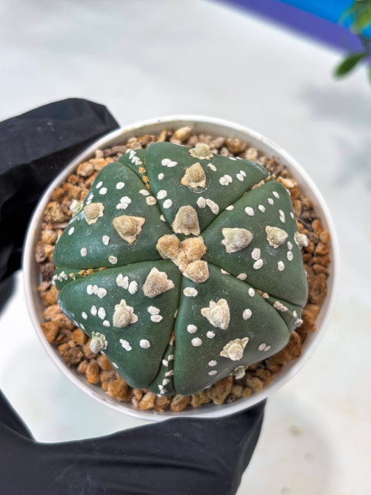 Astrophytum 5-Rib (T11) (y5) | Imported From Taiwan