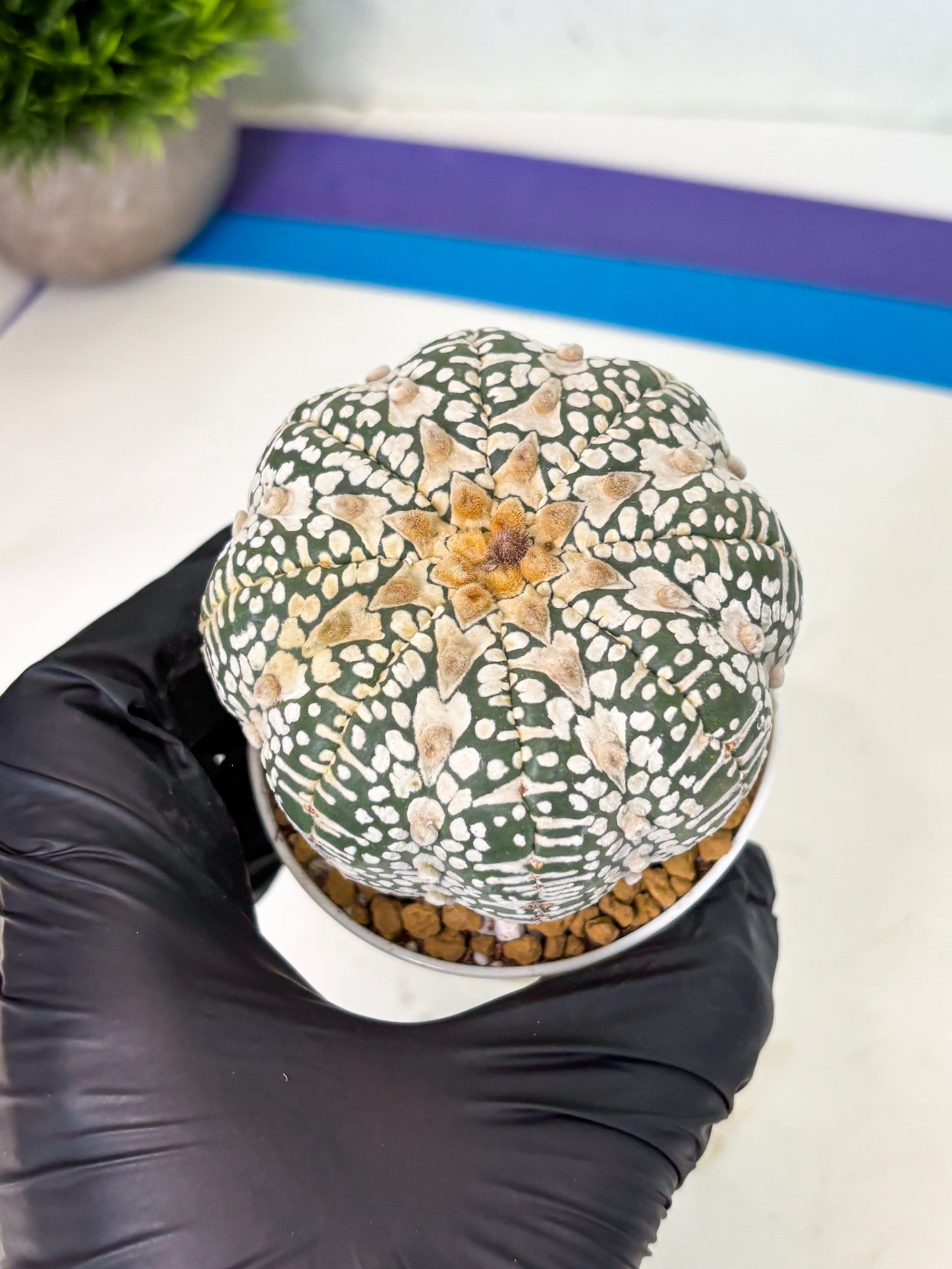 Astrophytum V-Type (at4) (r3) | Ship from Nevada